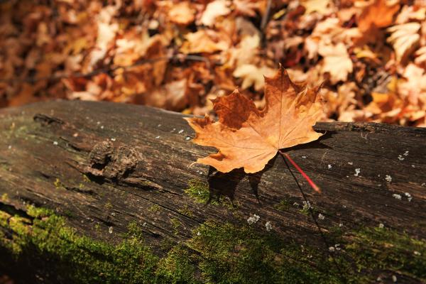 autumn scene