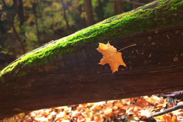 autumn scene