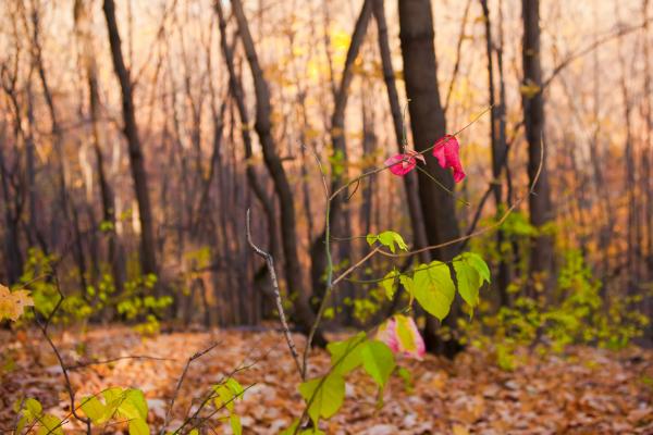autumn scene