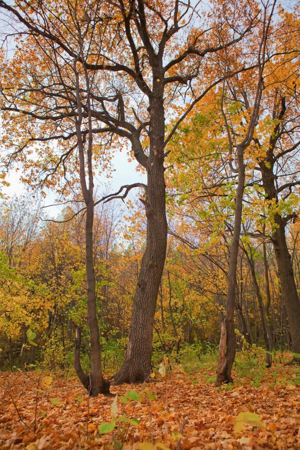 autumn scene