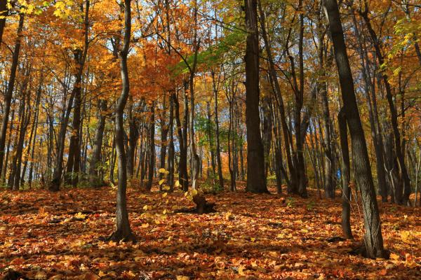 autumn scene