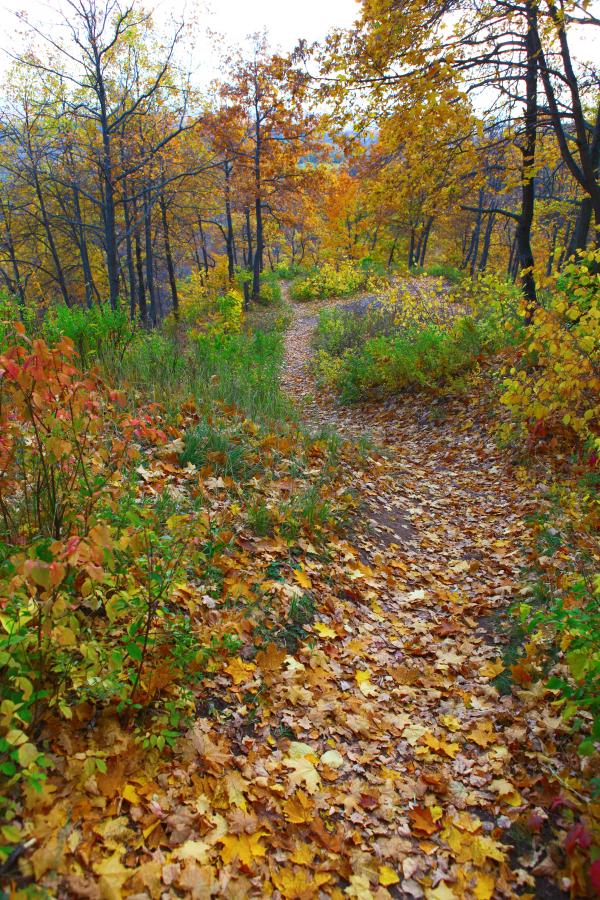 autumn scene