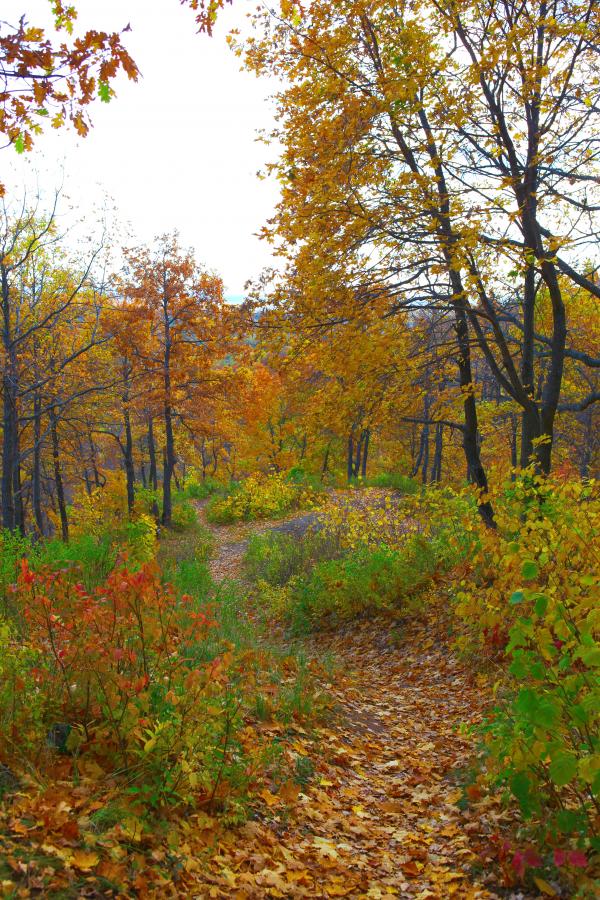 autumn scene