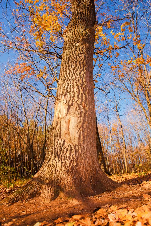 autumn scene