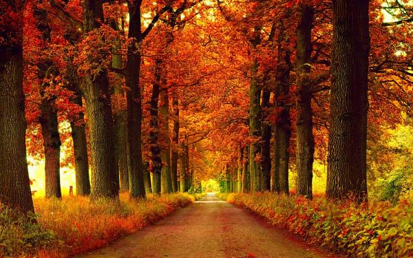 Autumn Season