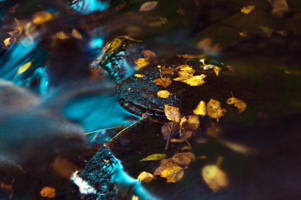Autumn Stream