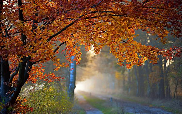 Autumn tree