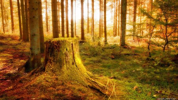 Autumn Tree Stump