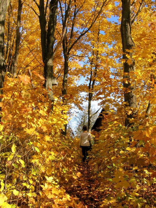 Autumn Trees
