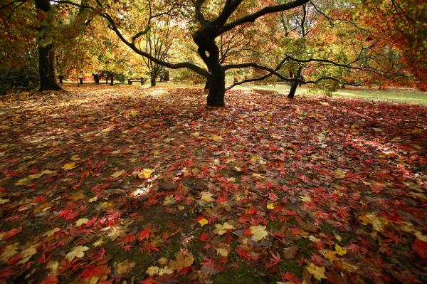 Autumn - Westonbirt