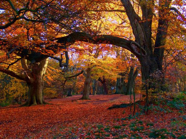 Autumn Woods
