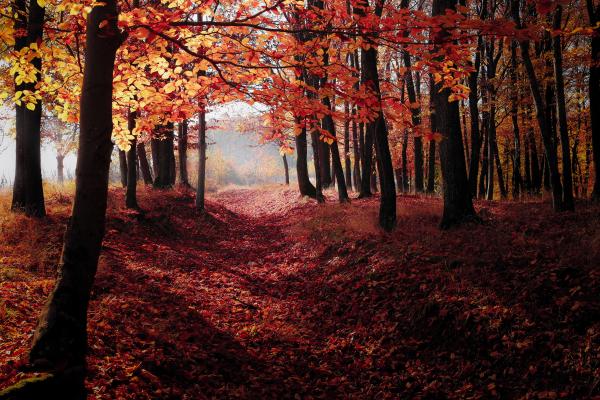 Autumn Woods