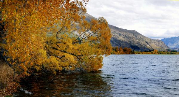 Autumns glory. NZ