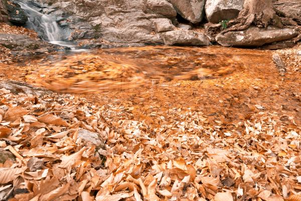 Avalon Gold Stream