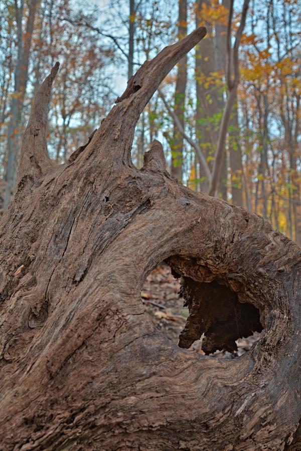 Avalon Wood Demon - HDR