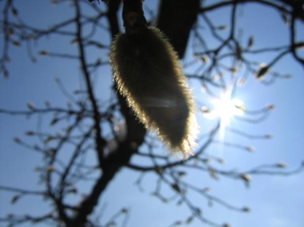 Awaiting spring