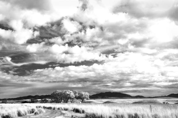 AZ - SAN RAFAEL VALLEY GRASSLANDS, SE of Patagonia, scc (12)
