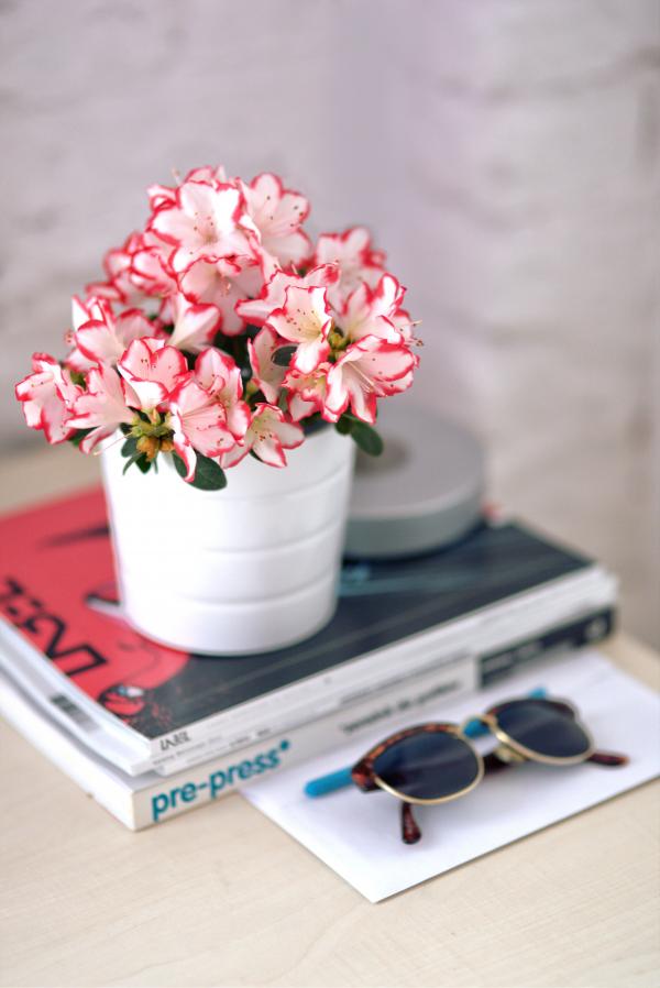 Azalea in a white pot