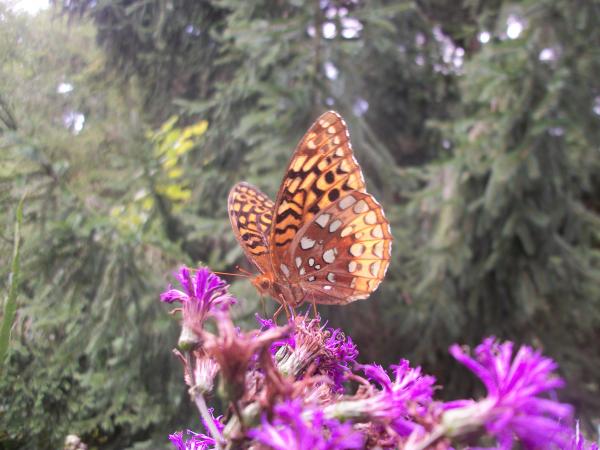 B Is For Butterfly
