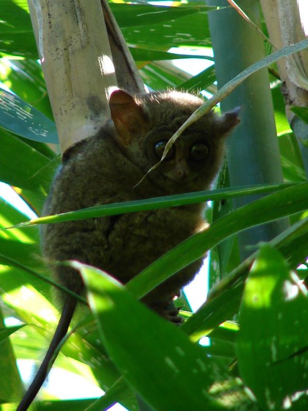 Babirusa Mandi