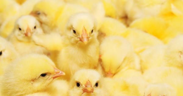 Baby Chicks