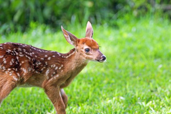 Baby Deer