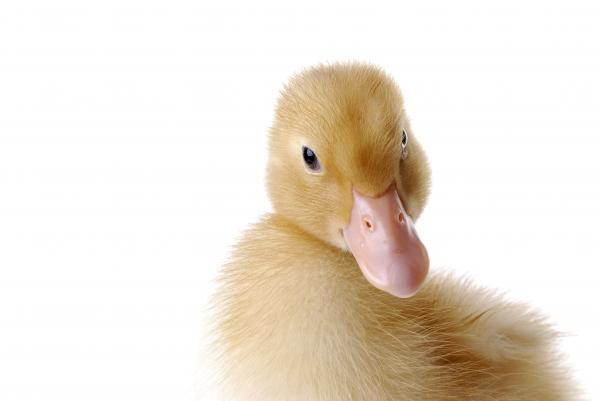 Duck