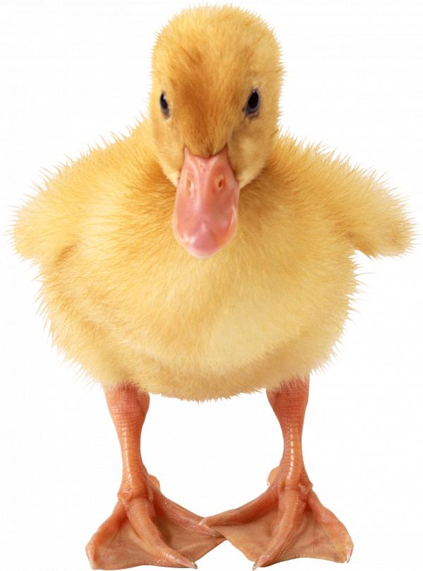 Duck