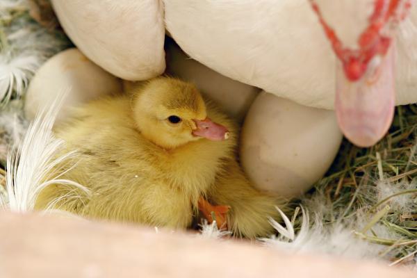 Baby ducks