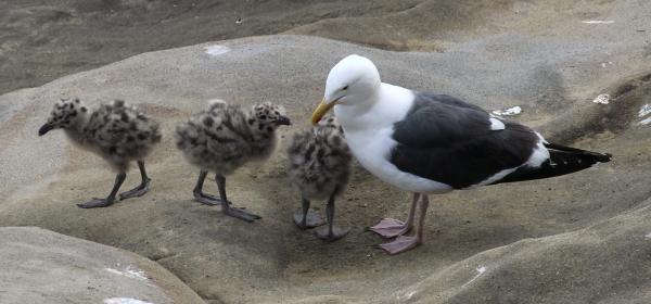 Baby Gull