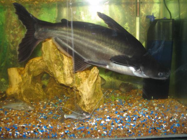 Baby ID shark