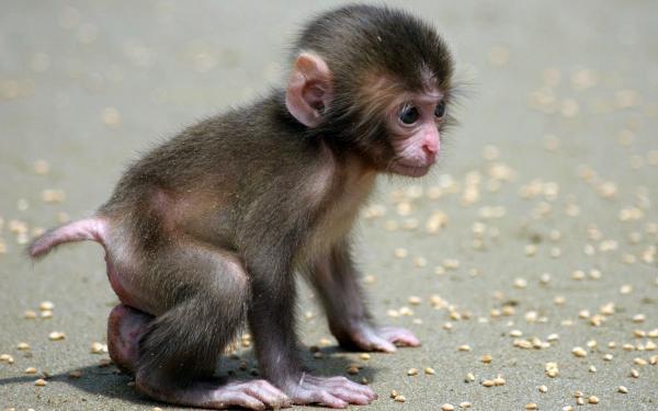 Baby Monkeys