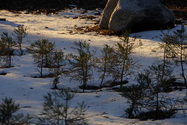 Baby Pine Forest in Sequoia National Par