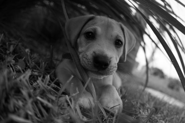 Baby rex