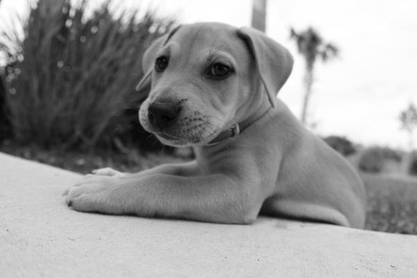 Baby rex