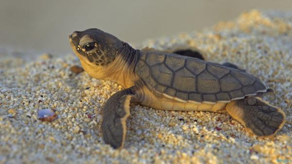Baby Turtles