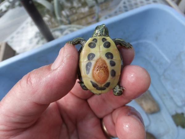 Baby Turtles