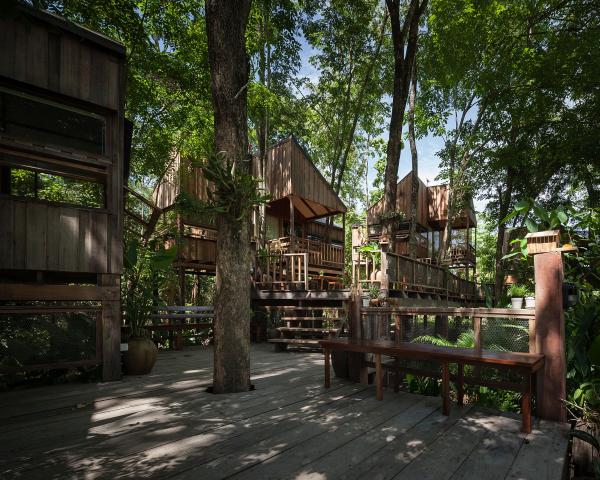 Backyard Jungle