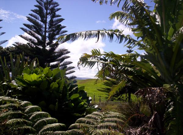 Backyard Jungle