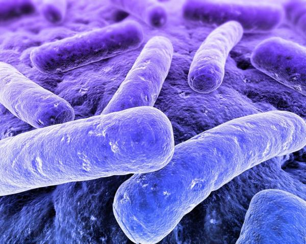 Bacteria