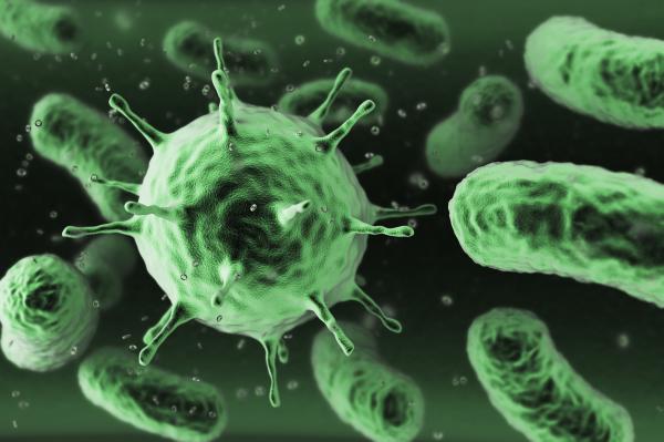 Bacteria