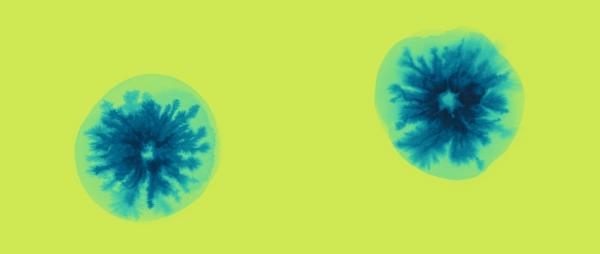 Bacteria
