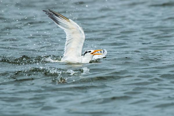 Bain de mouette