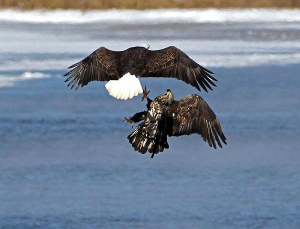 Bald Eagle