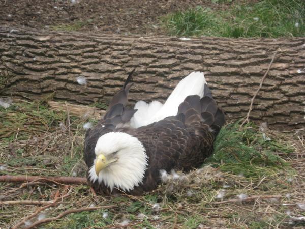 bald eagle