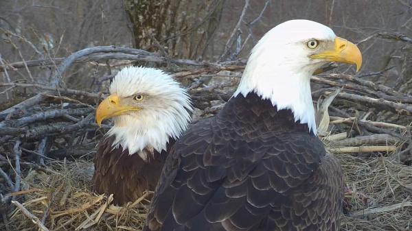 Bald Eagle