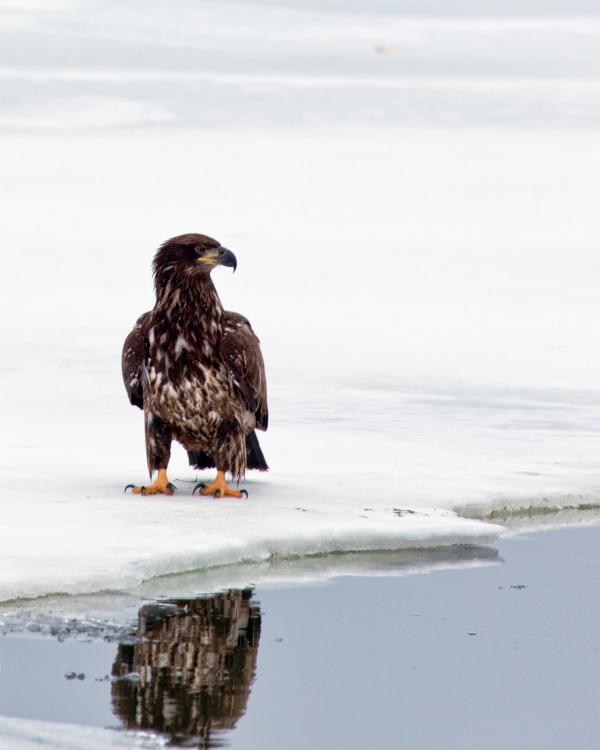 Bald Eagle