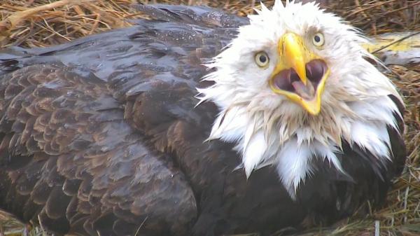 Eagle