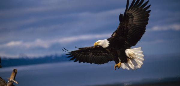 Eagle