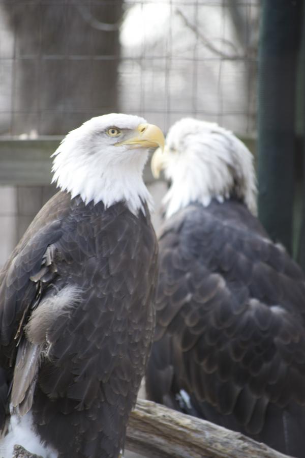 Bald Eagles